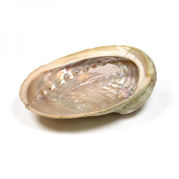 Abalone Räuchermuschel